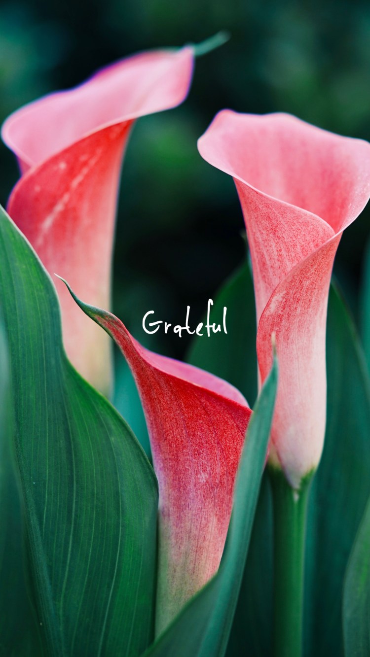 gratful-tulips