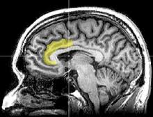 anterior cingulate
